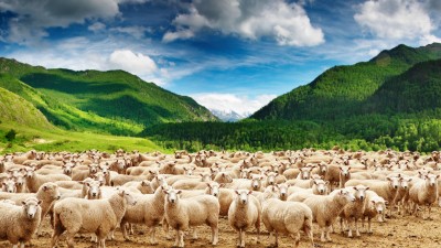 گوسفند-سفید-دشت-مرتع-بیشه-حیوان-حیوانات